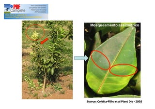 Mosqueamento assimétrico 
Source: Coletta-Filho et al Plant Dis - 2005 
 