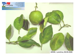 IAPAR, Londrina, 08.09.2008 
 