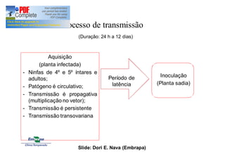 Inoculação 
(Planta sadia) 
Processo de transmissão 
Aquisição 
(Duração: 24 h a 12 dias) 
(planta infectada) 
- Ninfas de 4º e 5º íntares e 
adultos; 
- Patógeno é circulativo; 
- Transmissão é propagativa 
(multiplicação no vetor); 
- Transmissão é persistente 
- Transmissão transovariana 
Período de 
latência 
Slide: Dori E. Nava (Embrapa) 
 