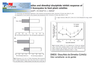 DMDS: Dissulfeto de Dimetila C2H6S2 
Odor semelhante ao de gambá 
 