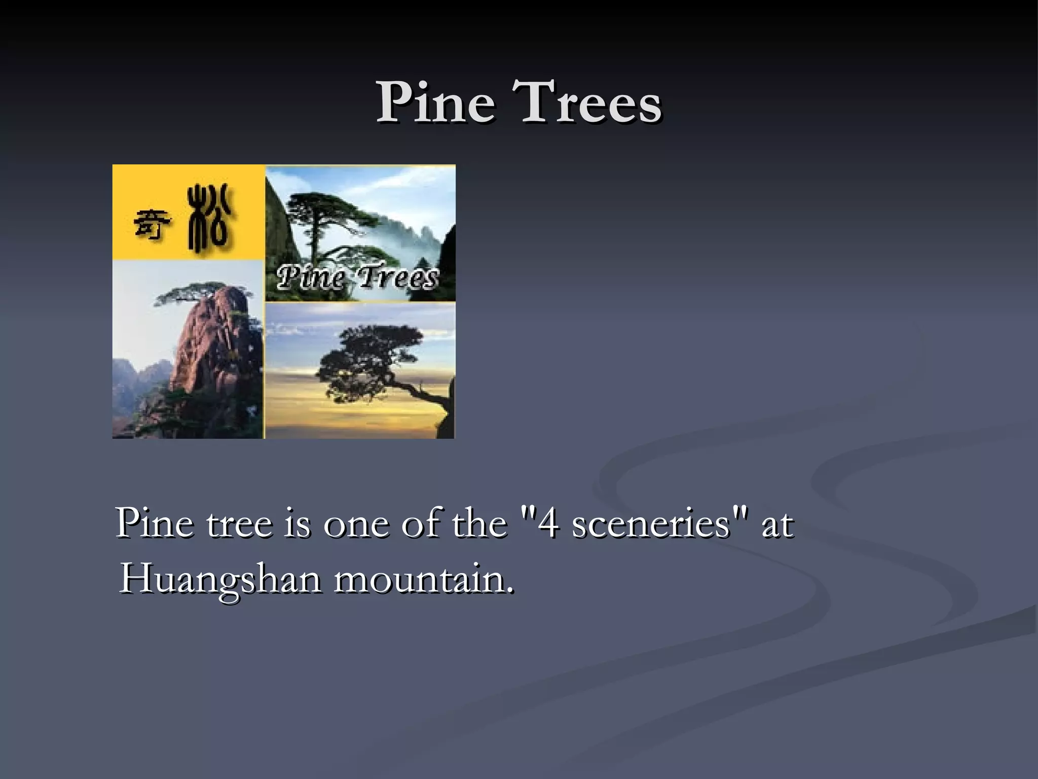 Pine Trees Pine tree is one of the "4 sceneries" at Huangshan mountain.  