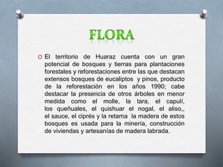 O El territorio de Huaraz cuenta con un gran 
potencial de bosques y tierras para plantaciones 
forestales y reforestaciones entre las que destacan 
extensos bosques de eucaliptos y pinos, producto 
de la reforestación en los años 1990; cabe 
destacar la presencia de otros árboles en menor 
medida como el molle, la tara, el capulí, 
los queñuales, el quishuar el nogal, el aliso,, 
el sauce, el ciprés y la retama la madera de estos 
bosques es usada para la minería, construcción 
de viviendas y artesanías de madera labrada. 
 