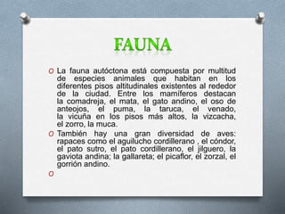 O La fauna autóctona está compuesta por multitud 
de especies animales que habitan en los 
diferentes pisos altitudinales existentes al rededor 
de la ciudad. Entre los mamíferos destacan 
la comadreja, el mata, el gato andino, el oso de 
anteojos, el puma, la taruca, el venado, 
la vicuña en los pisos más altos, la vizcacha, 
el zorro, la muca. 
O También hay una gran diversidad de aves: 
rapaces como el aguilucho cordillerano , el cóndor, 
el pato sutro, el pato cordillerano, el jilguero, la 
gaviota andina; la gallareta; el picaflor, el zorzal, el 
gorrión andino. 
O 
 