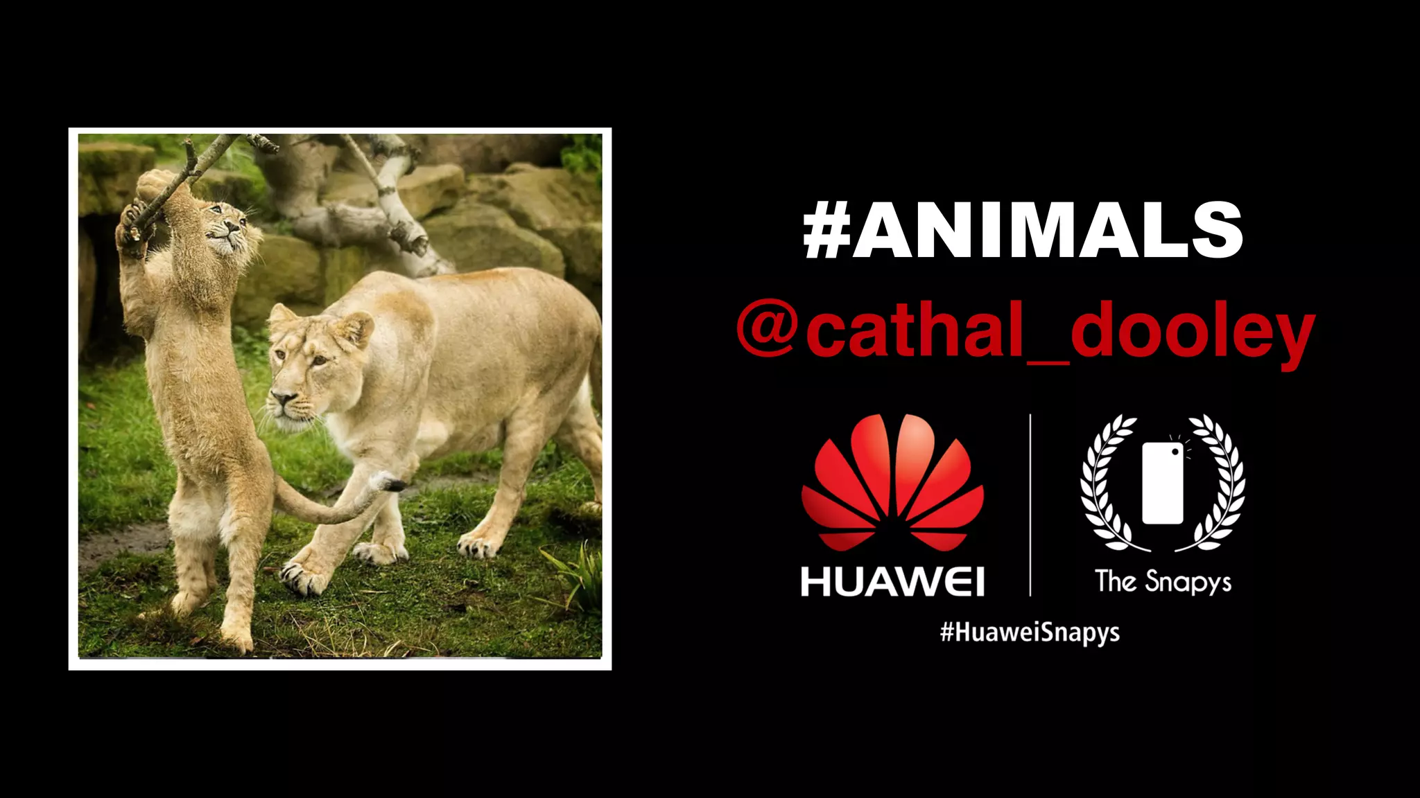 #ANIMALS
@cathal_dooley