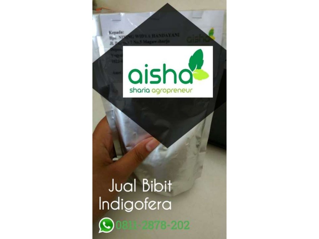Hub 0811 2878-202, beli bibit indigofera, bibit indigofera bogor, harâ¦
