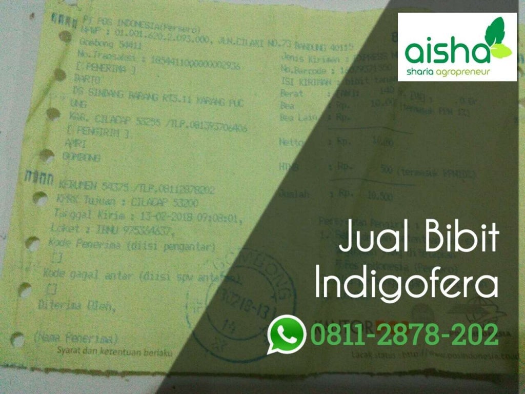 Hub 0811 2878-202, bibit indigofera kediri, bibit indigofera malang,