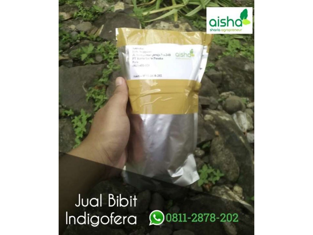 Hub 0811 2878-202, bibit indigofera kediri, bibit indigofera malang,