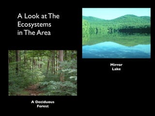 A Look at The
Ecosystems
in The Area



                  Mirror
                  Lake




    A Deciduous
       Forest
 