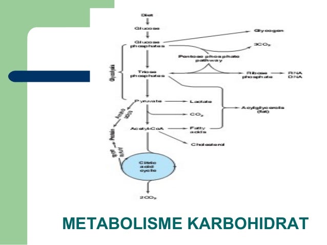 Hubungan Antara Berbagai Jalur Metabolisme
