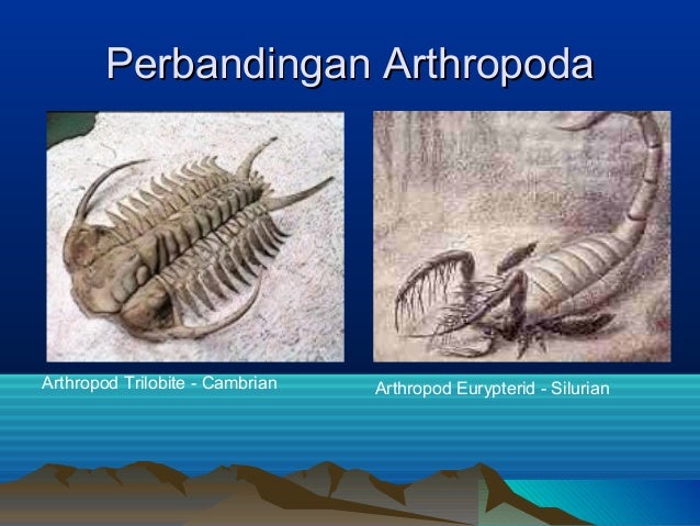 Hubungan Evolusi Invertebrata  dan  Vertebrata 