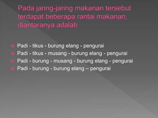  Padi - tikus - burung elang - pengurai
 Padi - tikus - musang - burung elang - pengurai
 Padi - burung - musang - burung elang - pengurai
 Padi - burung - burung elang – pengurai
 