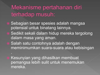  Sebagian besar spesies adalah mangsa
potensial untuk binatang lainnya.
 Sedikit sekali dalam hidup mereka tergolong
dalam masa yang aman.
 Salah satu contohnya adalah dengan
meminimumkan suara-suara atau kebisingan
.
 Kesunyian yang dihasilkan membuat
pemangsa lebih sulit untuk menemukan
mereka.
 