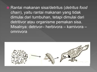 Rantai makanan sisa/detritus (detritus food
chain), yaitu rantai makanan yang tidak
dimulai dari tumbuhan, tetapi dimulai dari
detritivor atau organisme pemakan sisa.
Misalnya: detrivor– herbivora – karnivora –
omnivora
 