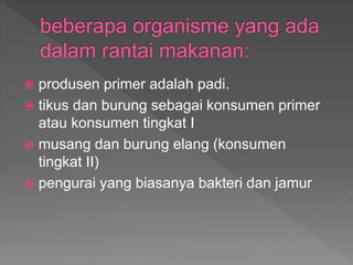  produsen primer adalah padi.
 tikus dan burung sebagai konsumen primer
atau konsumen tingkat I
 musang dan burung elang (konsumen
tingkat II)
 pengurai yang biasanya bakteri dan jamur
 