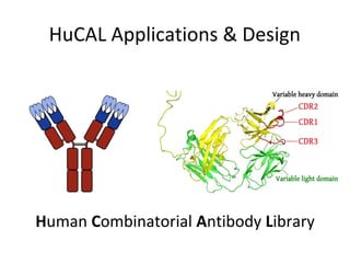 HuCAL Applications & Design
Human Combinatorial Antibody Library
 