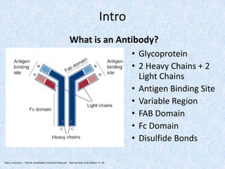 Intro
What is an Antibody?
• Glycoprotein
• 2 Heavy Chains + 2
Light Chains
• Antigen Binding Site
• Variable Region
• FAB Domain
• Fc Domain
• Disulfide Bonds
Ylera, Francisco. "HuCAL Antibodies Technical Manual" AbD Serotec 2nd edition. P. 10
 