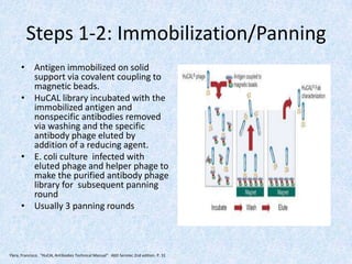Steps 1-2: Immobilization/Panning
• Antigen immobilized on solid
support via covalent coupling to
magnetic beads.
• HuCAL library incubated with the
immobilized antigen and
nonspecific antibodies removed
via washing and the specific
antibody phage eluted by
addition of a reducing agent.
• E. coli culture infected with
eluted phage and helper phage to
make the purified antibody phage
library for subsequent panning
round
• Usually 3 panning rounds
Ylera, Francisco. "HuCAL Antibodies Technical Manual" AbD Serotec 2nd edition. P. 31
 
