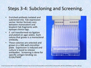 Steps 3-4: Subcloning and Screening.
• Enriched antibody isolated and
subcloned into Fab expression
vector. Vector formats vary
between monovalent and
bivalent Fab fragments with
epitope choice tags.
• E. coli transformed via ligation
and plated on agar plates. Each
colony that grows is a monoclonal
antibody.
• These colonies are selected and
grown in a 384 well-microliter
plate. Expression is induced and
culture is lysed to release
antibodies. Screening is done for
specific antigen binding via
ELISA/FMAT.
, Arrayit Corporation ARYC-Products-DNA/PCR, Purification http://arrayit.com/Products/DNA_Purification/PCR_Purification/PCR_384-Well_20/PCR38420_superfilter_600c.jpg
 
