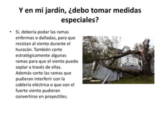 Y en mi jardín, ¿debo tomar medidas
                 especiales?
• Sí, debería podar las ramas
  enfermas o dañadas, para que
  resistan al viento durante el
  huracán. También corte
  estratégicamente algunas
  ramas para que el viento pueda
  soplar a través de ellas.
  Además corte las ramas que
  pudieran interferir con la
  cablería eléctrica o que con el
  fuerte viento pudieran
  convertirse en proyectiles.
 