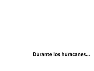 Durante los huracanes…
 