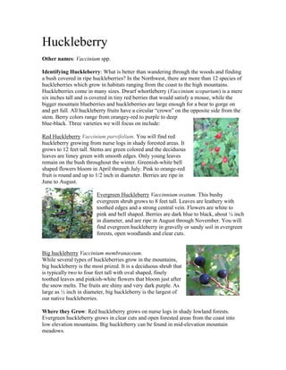 Huckleberry	
	
Other names: Vaccinium spp. 	
	
Identifying Huckleberry: What is better than wandering through the woods and finding
a bush covered in ripe huckleberries? In the Northwest, there are more than 12 species of
huckleberries which grow in habitats ranging from the coast to the high mountains.
Huckleberries come in many sizes. Dwarf whortleberry (Vaccinium scoparium) is a mere
six inches tall and is covered in tiny red berries that would satisfy a mouse, while the
bigger mountain blueberries and huckleberries are large enough for a bear to gorge on
and get full. All huckleberry fruits have a circular “crown” on the opposite side from the
stem. Berry colors range from orangey-red to purple to deep
blue-black. Three varieties we will focus on include:	
	
Red Huckleberry Vaccinium parvifolium. You will find red
huckleberry growing from nurse logs in shady forested areas. It
grows to 12 feet tall. Stems are green colored and the deciduous
leaves are limey green with smooth edges. Only young leaves
remain on the bush throughout the winter. Greenish-white bell
shaped flowers bloom in April through July. Pink to orange-red
fruit is round and up to 1/2 inch in diameter. Berries are ripe in
June to August. 	
	
Evergreen Huckleberry Vaccinnium ovatum. This bushy
evergreen shrub grows to 8 feet tall. Leaves are leathery with
toothed edges and a strong central vein. Flowers are white to
pink and bell shaped. Berries are dark blue to black, about ¼ inch
in diameter, and are ripe in August through November. You will
find evergreen huckleberry in gravelly or sandy soil in evergreen
forests, open woodlands and clear cuts. 	
	
	
Big huckleberry Vaccinium membranaceum. 	
While several types of huckleberries grow in the mountains,
big huckleberry is the most prized. It is a deciduous shrub that
is typically two to four feet tall with oval shaped, finely
toothed leaves and pinkish-white flowers that bloom just after
the snow melts. The fruits are shiny and very dark purple. As
large as ½ inch in diameter, big huckleberry is the largest of
our native huckleberries.	
	
Where they Grow: Red huckleberry grows on nurse logs in shady lowland forests.
Evergreen huckleberry grows in clear cuts and open forested areas from the coast into
low elevation mountains. Big huckleberry can be found in mid-elevation mountain
meadows.	
 