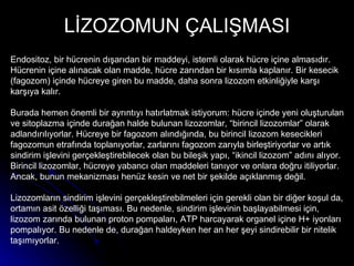 LİZOZOMUN ÇALIŞMASI Endositoz, bir hücrenin dışarıdan bir maddeyi, istemli olarak hücre içine almasıdır. Hücrenin içine alınacak olan madde, hücre zarından bir kısımla kaplanır. Bir kesecik (fagozom) içinde hücreye giren bu madde, daha sonra lizozom etkinliğiyle karşı karşıya kalır. Burada hemen önemli bir ayrıntıyı hatırlatmak istiyorum: hücre içinde yeni oluşturulan ve sitoplazma içinde durağan halde bulunan lizozomlar, “birincil lizozomlar” olarak adlandırılıyorlar. Hücreye bir fagozom alındığında, bu birincil lizozom kesecikleri fagozomun etrafında toplanıyorlar, zarlarını fagozom zarıyla birleştiriyorlar ve artık sindirim işlevini gerçekleştirebilecek olan bu bileşik yapı, “ikincil lizozom” adını alıyor. Birincil lizozomlar, hücreye yabancı olan maddeleri tanıyor ve onlara doğru itiliyorlar. Ancak, bunun mekanizması henüz kesin ve net bir şekilde açıklanmış değil. Lizozomların sindirim işlevini gerçekleştirebilmeleri için gerekli olan bir diğer koşul da, ortamın asit özelliği taşıması. Bu nedenle, sindirim işlevinin başlayabilmesi için, lizozom zarında bulunan proton pompaları, ATP harcayarak organel içine H+ iyonları pompalıyor. Bu nedenle de, durağan haldeyken her an her şeyi sindirebilir bir nitelik taşımıyorlar. 