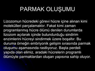 PARMAK OLUŞUMU Lizozomun hücredeki görevi hücre içine alınan kimi molekülleri parçalamaktır. Fakat kimi zaman programlanmış hücre ölümü denilen durumlarda lizozom açılarak içinde bulundurduğu sindirim enzimlerini hücreyi sindirmek üzere boşaltır. Bu duruma örneğin embriyonik gelişim sırasında parmak oluşumu aşamasında rastlıyoruz. Başta perdeli yapıda olan elimiz, aradaki hücrelerin programlı ölümüyle parmaklardan oluşan yapısına sahip oluyor.  