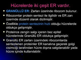 Hücrelerde iki çeşit ER vardır. GRANÜLLÜ ER:  Zarları üzerinde ribozom bulunur. Ribozomlar protein sentezi ile ilgilidir ve ER zarı üzerinde düzenli olarak dizilmiştir. Özellikle  protein sentezinin hızlı  olduğu hücrelerde oldukça gelişmiştir. Proteince zengin salgı içeren bez epitel hücrelerinde Granüllü ER oldukça gelişmiştir. Granüllü ER zarları üzerindeki ribozomlarda sentezlenen proteinler ER kanalına geçerek golgi cisimciği tarafından hücre dışına salgılanabilir yada hücre içinde kullanılabilir.  