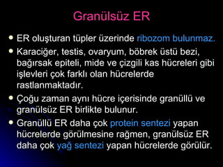 Granülsüz ER ER oluşturan tüpler üzerinde  ribozom bulunmaz. Karaciğer, testis, ovaryum, böbrek üstü bezi, bağırsak epiteli, mide ve çizgili kas hücreleri gibi işlevleri çok farklı olan hücrelerde rastlanmaktadır. Çoğu zaman aynı hücre içerisinde granüllü ve granülsüz ER birlikte bulunur. Granüllü ER daha çok  protein sentezi  yapan hücrelerde görülmesine rağmen, granülsüz ER daha çok  yağ sentezi  yapan hücrelerde görülür. 