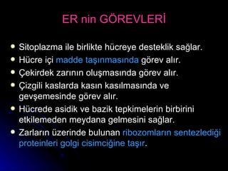 ER nin GÖREVLERİ Sitoplazma ile birlikte hücreye desteklik sağlar. Hücre içi  madde taşınmasında  görev alır. Çekirdek zarının oluşmasında görev alır. Çizgili kaslarda kasın kasılmasında ve gevşemesinde görev alır. Hücrede asidik ve bazik tepkimelerin birbirini etkilemeden meydana gelmesini sağlar. Zarların üzerinde bulunan  ribozomların sentezlediği proteinleri golgi cisimciğine taşır .  