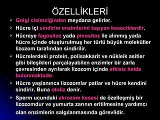 ÖZELLİKLERİ Golgi cisimciğinden  meydana gelirler. Hücre içi  sindirim enzimlerini taşıyan keseciklerdir . Hücreye  fagositoz  yada  pinositoz  ile alınmış yada hücre içinde oluşturulmuş her türlü büyük moleküller lizozom tarafından sindirilir. Hücrelerdeki protein, polisakkarit ve nükleik asitler gibi bileşikleri parçalayabilen enzimler bir zarla çevresinden ayrılarak lizozom içinde  etkisiz halde bulunmaktadır. Hücre yaşlanınca lizozomlar patlar ve hücre kendini sindirir. Buna  otoliz  denir. Sperm ucundaki  akrozom kesesi  de özelleşmiş bir lizozomdur ve yumurta zarının eritilmesine yardımcı olan enzimlerin salgılanmasında görevlidir.   