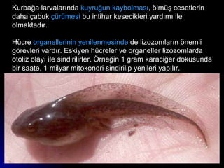 Kurbağa larvalarında  kuyruğun kaybolması , ölmüş cesetlerin daha çabuk  çürümesi  bu intihar kesecikleri yardımı ile olmaktadır. Hücre  organellerinin yenilenmesinde  de lizozomların önemli görevleri vardır. Eskiyen hücreler ve organeller lizozomlarda otoliz olayı ile sindirilirler. Örneğin 1 gram karaciğer dokusunda bir saate, 1 milyar mitokondri sindirilip yenileri yapılır.   