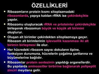 ÖZELLİKLERİ Ribozomların protein kısmı sitoplazmadaki  ribozomlarda , yapıya katılan rRNA ise  çekirdekçikte  yapılır.  Ribozomu oluşturacak  rRNA ve prtoteinler çekirdekçikte  birleşerek ribozomun  büyük ve küçük alt birimini  oluşturur. Oluşan alt birimler çekirdekten sitoplazmaya geçer. Ribozom alt birimlerinin  işlevsellik kazanması iki alt birimin birleşmesi  ile olur. Her hücredeki ribozom sayısı dokuların tipine, fonksiyon durumuna, hücrelerin çoğalma şartlarına ve büyümelerine bağlıdır. Ribozomlar  protein sentezinin  yapıldığı organellerdir. Bu yapılarda  aminoasitler birbirine bağlanarak polipeptit zinciri  meydana gelir.  