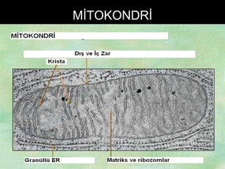 MİTOKONDRİ 
