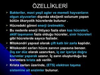 ÖZELLİKLERİ Bakteriler, mavi yeşil agler ve memeli hayvanların olgun alyuvarları  dışında oksijenli solunum yapan bütün ökaryotik hücrelerde bulunur . Hücredeki görevi  enerji üretmektir . Bu nedenle enerji ihtiyacı fazla olan  kas hücreleri ,  aktif taşımanın  fazla olduğu hücreler,  sinir hücreleri  gibi hücrelerde sayıca fazladır. Mitokondri yapısal olarak  çift katlı bir zarla  kaplıdır. Mitokondri zarları hücre zarının yapısına benzer.  Dış zar düz  olarak uzanırken,  iç zar içeriye doğru kıvrımlar yaparak  uzanır. İç zarın oluşturduğu bu kıvrımlara  krista  adı verilir. Krista zarları üzerinde,  (ETS) elektron taşıma sistemine ait enzimler  bulunur.   