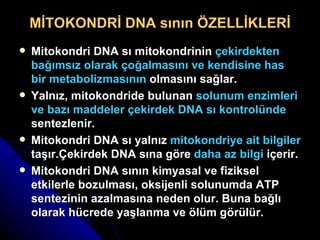 MİTOKONDRİ DNA sının ÖZELLİKLERİ Mitokondri DNA sı mitokondrinin  çekirdekten bağımsız olarak çoğalmasını ve kendisine has bir metabolizmasının  olmasını sağlar. Yalnız, mitokondride bulunan  solunum enzimleri ve bazı maddeler çekirdek DNA sı kontrolünde  sentezlenir. Mitokondri DNA sı yalnız  mitokondriye ait bilgiler  taşır.Çekirdek DNA sına göre  daha az bilgi  içerir. Mitokondri DNA sının kimyasal ve fiziksel etkilerle bozulması, oksijenli solunumda ATP sentezinin azalmasına neden olur. Buna bağlı olarak hücrede yaşlanma ve ölüm görülür.  