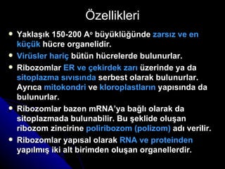 Özellikleri Yaklaşık 150-200 A o  büyüklüğünde  zarsız ve en küçük  hücre organelidir. Virüsler hariç  bütün hücrelerde bulunurlar. Ribozomlar  ER ve çekirdek zarı  üzerinde ya da  sitoplazma sıvısında  serbest olarak bulunurlar. Ayrıca  mitokondri  ve  kloroplastların  yapısında da bulunurlar. Ribozomlar bazen mRNA’ya bağlı olarak da sitoplazmada bulunabilir. Bu şeklide oluşan ribozom zincirine  poliribozom (polizom)  adı verilir. Ribozomlar yapısal olarak  RNA ve proteinden  yapılmış iki alt birimden oluşan organellerdir. 