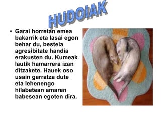 .
● Garai horretan emea
bakarrik eta lasai egon
behar du, bestela
agresibitate handia
erakusten du. Kumeak
lautik hamarrera izan
ditzakete. Hauek oso
usain garratza dute
eta lehenengo
hilabetean amaren
babesean egoten dira.
 
