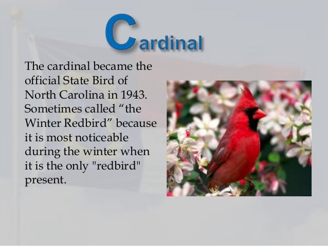4 the cardinal became the official state bird of north carolina