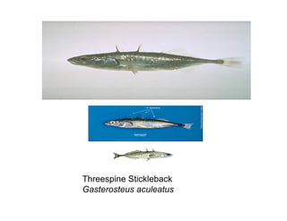 Threespine Stickleback
Gasterosteus aculeatus
 