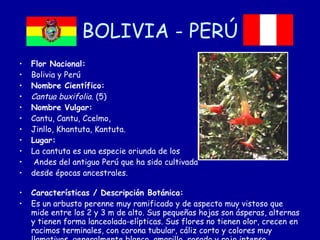 BOLIVIA - PERÚ Flor Nacional: Bolivia y Perú Nombre Científico: Cantua buxifolia.  (5) Nombre Vulgar: Cantu, Cantu, Ccelmo,  Jinllo, Khantuta, Kantuta. Lugar: La cantuta es una especie oriunda de los Andes del antiguo Perú que ha sido cultivada  desde épocas ancestrales. Características / Descripción Botánica: Es un arbusto perenne muy ramificado y de aspecto muy vistoso que mide entre los 2 y 3 m de alto. Sus pequeñas hojas son ásperas, alternas y tienen forma lanceolada-elípticas. Sus flores no tienen olor, crecen en racimos terminales, con corona tubular, cáliz corto y colores muy llamativos, generalmente blanco, amarillo, rosado y rojo intenso. 
