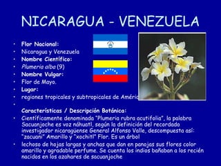 NICARAGUA - VENEZUELA Flor Nacional: Nicaragua y Venezuela Nombre Científico: Plumeria alba  (9) Nombre Vulgar: Flor de Mayo. Lugar: regiones tropicales y subtropicales de América. Características / Descripción Botánica: Científicamente denominada “Plumeria rubra acutifolia”, la palabra Sacuanjoche es voz náhuatl, según la definición del recordado investigador nicaragüense General Alfonso Valle, descompuesta así: “zacuani” Amarillo y “xochitl” Flor. Es un árbol lechoso de hojas largas y anchas que dan en panojas sus flores color amarillo y agradable perfume. Se cuenta los indios bañaban a los recién nacidos en los azahares de sacuanjoche   