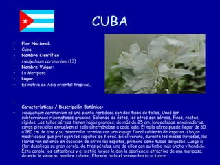 CUBA Flor Nacional: Cuba Nombre Científico: Hedychium coronarium  (13) Nombre Vulgar: La Mariposa. Lugar: Es nativa de Asia oriental tropical, Características / Descripción Botánica: Hedychium coronarium  es una planta herbácea con dos tipos de tallos. Unos son subterráneos rizomatosos gruesos. Saliendo de éstos, los otros son aéreos, finos, rectos, rígidos. Los tallos aéreos tienen hojas grandes, de más de 25 cm, lanceoladas, envainadoras, cuyos pitociolos envuelven el tallo alternándose a cada lado. El tallo aéreo puede llegar de 60 a 180 cm de alto y su desarrollo termina con una espiga floral cubierta de espatas u hojas modificadas que protegen los capullos de flores. En el verano, durante los meses lluviosos, las flores van saliendo en sucesión de entre las espatas, primero como tubos delgados. Luego la flor despliega su gran corola, de tres pétalos, uno de ellos con su limbo más ancho y hendido. Esta corola, los estambres y el pistilo largos le dan la apariencia atractiva de una mariposa, de esto le viene su nombre cubano. Florece todo el verano hasta octubre. 