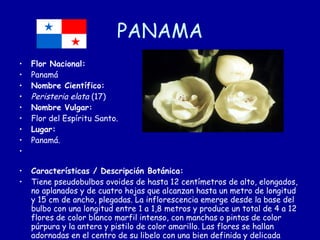 PANAMA Flor Nacional: Panamá Nombre Científico: Peristeria elata  (17) Nombre Vulgar: Flor del Espíritu Santo. Lugar: Panamá. Características / Descripción Botánica: Tiene pseudobulbos ovoides de hasta 12 centímetros de alto, elongados, no aplanados y de cuatro hojas que alcanzan hasta un metro de longitud y 15 cm de ancho, plegadas. La inflorescencia emerge desde la base del bulbo con una longitud entre 1 a 1,8 metros y produce un total de 4 a 12 flores de color blanco marfil intenso, con manchas o pintas de color púrpura y la antera y pistilo de color amarillo. Las flores se hallan adornadas en el centro de su libelo con una bien definida y delicada "paloma". 