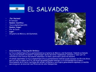 EL SALVADOR Flor Nacional: El Salvador Nombre Científico: Yucca elephantipes  (20) Nombre Vulgar: Flor de Izote Lugar: Originaria de México y del Guatemala. Características / Descripción Botánica: La Yucca elephantipes (Yucca guatemalensis) es originaria de México y del Guatemala. También es llamada  Yuca pie de elefante . El nombre "elephantipes" deriva del latino "elephantus= elefante" e "pes= pie" en referencia a los troncos típicamente ampliados a la base y parecidos a patas de elefante. Al estado espontáneo la Yucca elephantipes (Yucca guatemalensis) también puede alcanzar los 15 m de altura pero en casa no supera los 2 m. Las hojas agrupadas pueden emerger o a la extremidad de la rama o directamente de la tierra. Las hojas son verdes, brillantes y con el ápice generalmente espinoso y a medida que envejecen, se encorvan. Las flores son de color blanquecinas. 