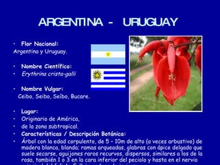 ARGENTINA  -  URUGUAY   Flor Nacional: Argentina y Uruguay. Nombre Científico: Erythrina crista-galli  Nombre Vulgar: Ceibo, Seibo, Seíbo, Bucare. Lugar: Originario de América,  de la zona subtropical.   Características / Descripción Botánica: Árbol con la edad corpulento, de 5 – 10m de alto (a veces arbustivo) de madera blanca, blanda; ramas arqueadas, glabras con ápice delgado que suele secarse, aguijones raros recurvos, dispersos, similares a los de la rosa, también 1 o 3 en la cara inferior del peciolo y hasta en el nervio principal del foliolo. Follaje caduco de invierno. 