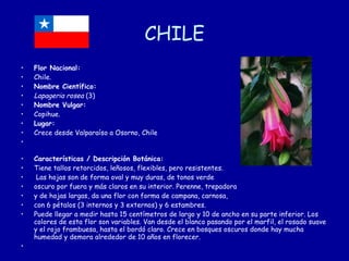 CHILE Flor Nacional: Chile. Nombre Científico: Lapageria rosea  (3) Nombre Vulgar: Copihue. Lugar: Crece desde Valparaíso a Osorno, Chile Características / Descripción Botánica: Tiene tallos retorcidos, leñosos, flexibles, pero resistentes. Las hojas son de forma oval y muy duras, de tonos verde  oscuro por fuera y más claros en su interior. Perenne, trepadora  y de hojas largas, da una flor con forma de campana, carnosa,  con 6 pétalos (3 internos y 3 externos) y 6 estambres.  Puede llegar a medir hasta 15 centímetros de largo y 10 de ancho en su parte inferior. Los colores de esta flor son variables. Van desde el blanco pasando por el marfil, el rosado suave y el rojo frambuesa, hasta el bordó claro. Crece en bosques oscuros donde hay mucha humedad y demora alrededor de 10 años en florecer. 