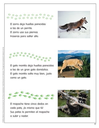 El zorro deja huellas parecidas
                                                                                                                                                                      a las de un perrito.
                                                                                                                                                                      El zorro usa sus piernas
                                                                                                                                                                      traseras para saltar alto.
© 2008 by Stephanie Harvey and Anne Goudvis from The Primary Comprehension Toolkit (Portsmouth, NH: Heinemann). This page may be reproduced for classroom use only.




                                                                                                                                                                      El gato montés deja huellas parecidas
                                                                                                                                                                      a las de un gran gato doméstico.
                                                                                                                                                                      El gato montés salta muy bien, justo
                                                                                                                                                                      como un gato.




                                                                                                                                                                      El mapache tiene cinco dedos en
                                                                                                                                                                      cada pata, ¡lo mismo que tú!
                                                                                                                                                                      Sus patas le permiten al mapache
                                                                                                                                                                      a subir y nadar.

                                                                                                                                                                                                              67
 