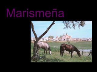 Marismeña
