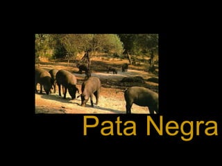 Pata Negra
